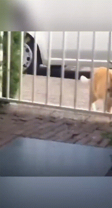 你吃过苦瓜酿香蕉吗？